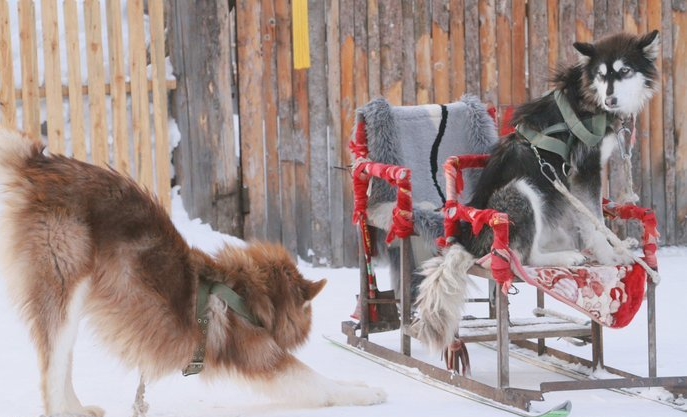 哈尔滨雪乡旅游攻略6天5晚攻略（费用+行程）-哈尔滨雪乡一日游