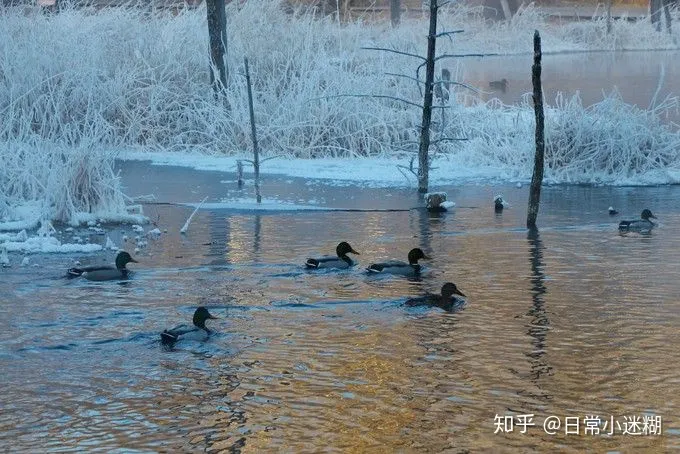 哈尔滨雪乡旅游必看攻略（景点费用汇总篇）-去哈尔滨雪乡旅游如何玩得好又省钱又便宜