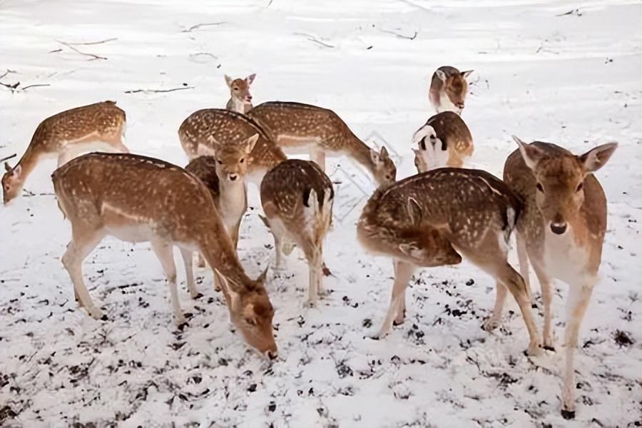 关东民俗雪乡游玩攻略-关东雪乡天气预报