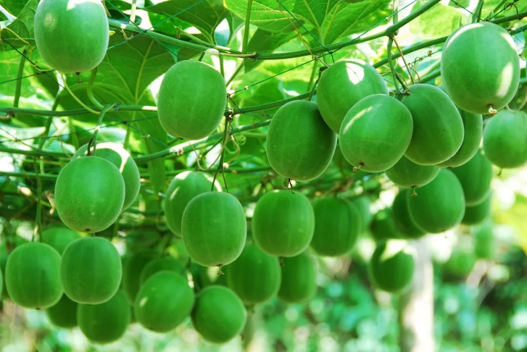 罗汉果鉴别(罗汉果、黄金罗汉果区分、街边罗汉果花草茶真伪大揭秘)-罗汉果与黄金罗汉果的区别