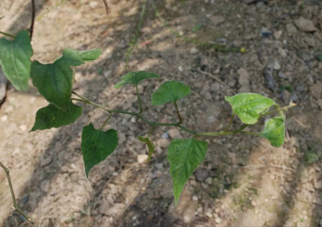 罗汉果鉴别(罗汉果、黄金罗汉果区分、街边罗汉果花草茶真伪大揭秘)-罗汉果与黄金罗汉果的区别