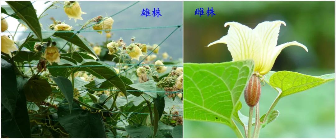 罗汉果鉴别(罗汉果、黄金罗汉果区分、街边罗汉果花草茶真伪大揭秘)-罗汉果与黄金罗汉果的区别