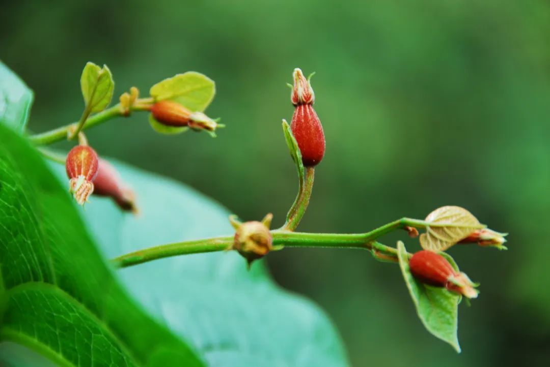 罗汉果鉴别(罗汉果、黄金罗汉果区分、街边罗汉果花草茶真伪大揭秘)-罗汉果与黄金罗汉果的区别