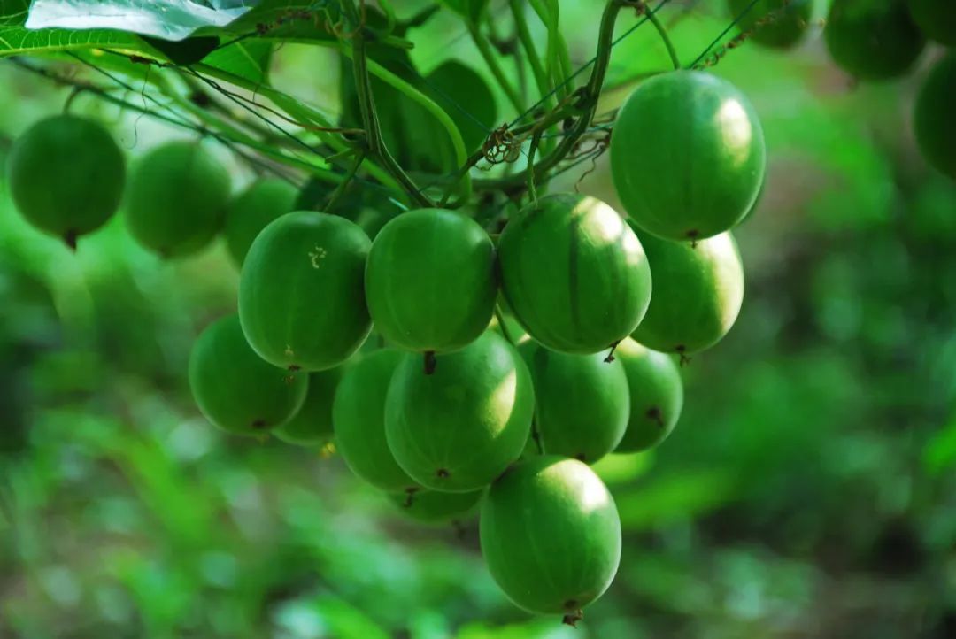 罗汉果鉴别(罗汉果、黄金罗汉果区分、街边罗汉果花草茶真伪大揭秘)-罗汉果与黄金罗汉果的区别