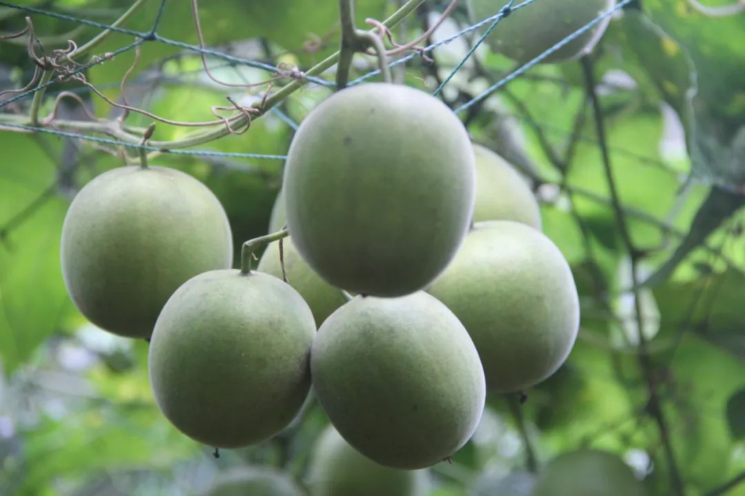 罗汉果鉴别(罗汉果、黄金罗汉果区分、街边罗汉果花草茶真伪大揭秘)-罗汉果与黄金罗汉果的区别