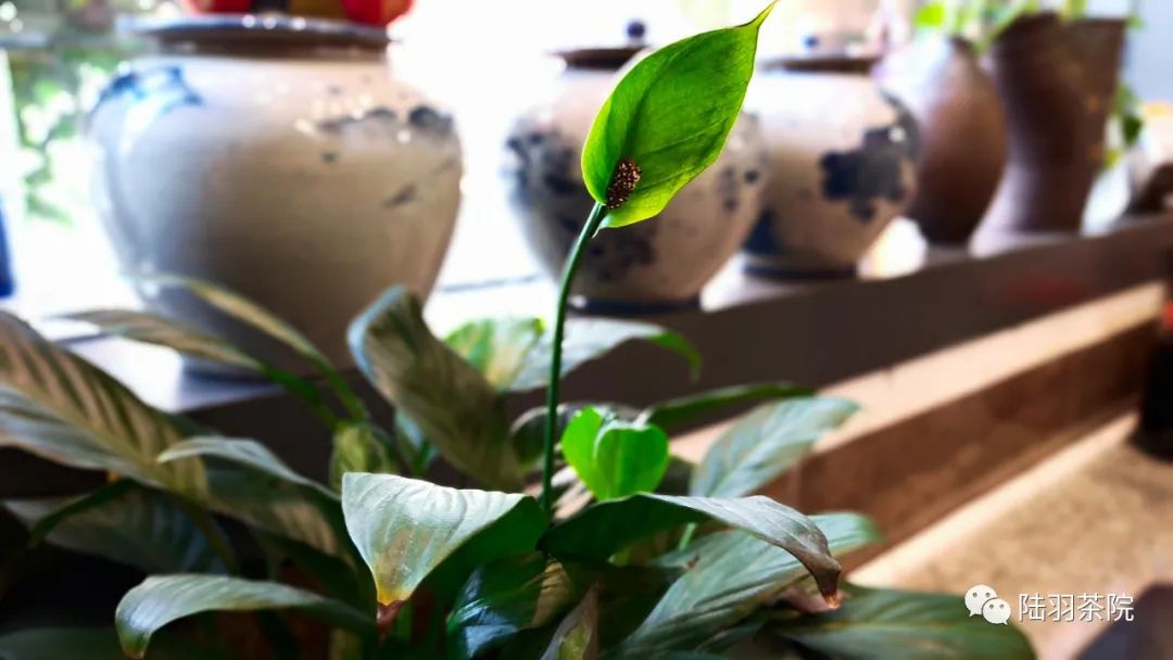 茶中有金句-茶语名言