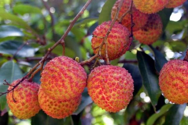 盘点几种能在世界上卖出高价的食物，光是零头就很多人接受不了-你知道这个世界上卖什么最赚钱吗