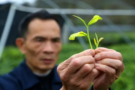 历经8年，云浮新兴培育出珍稀新品种“黄金茶”-云浮新兴周边游