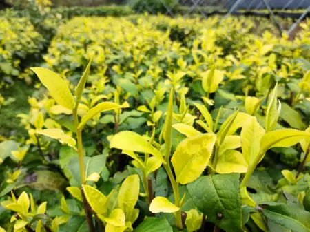 历经8年，云浮新兴培育出珍稀新品种“黄金茶”-云浮新兴周边游