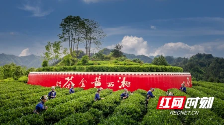 湘西黄金茶再获殊荣！获“中绿杯”特金奖3个金奖4个-湘西黄金茶属于什么茶类