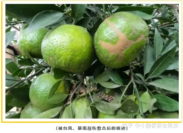 陈皮的功效与作用（女人长期喝陈皮水好吗）