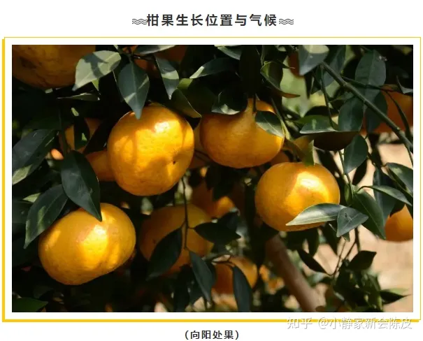 陈皮的功效与作用（女人长期喝陈皮水好吗）