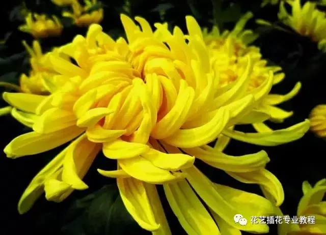 这五大鲜花具有养生功效！你都知道吗？（鲜花有什么功效）