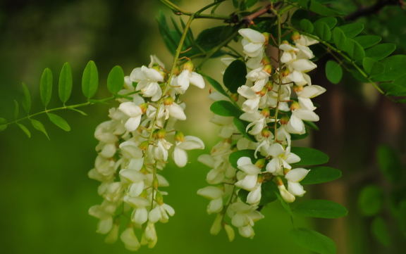 洋槐花有3大养生功效,制成的槐花蜜也是清热止咳的佳品!（洋槐花蜜的功效和作用吃法大全）