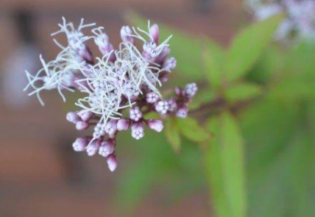 此物辛香怡人、解暑祛湿，暑夏用其养生，可“避暑热、除湿气”