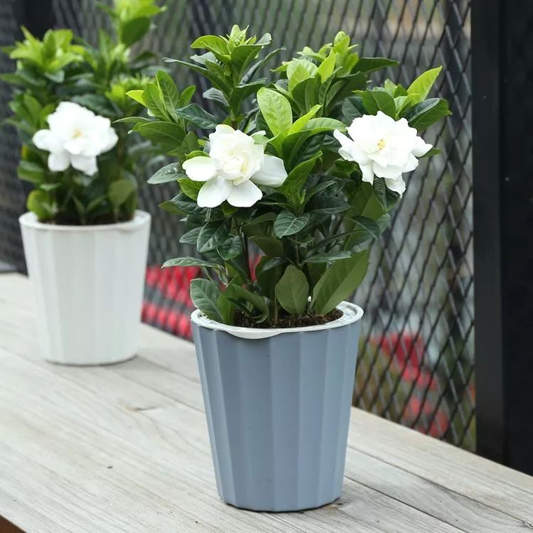 有钱人家都在养的8款盆栽，镇宅养人又招财，难怪这么富有-有钱人养的植物