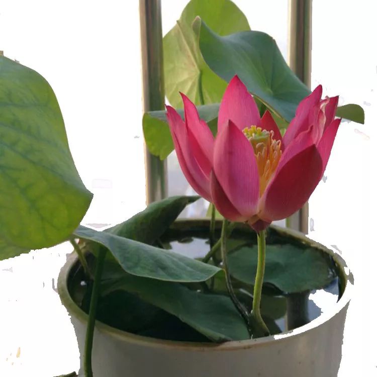 有钱人家都在养的8款盆栽，镇宅养人又招财，难怪这么富有-有钱人养的植物