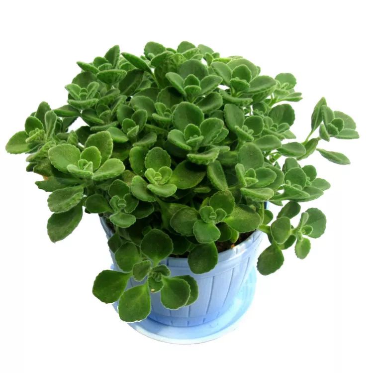 有钱人家都在养的8款盆栽，镇宅养人又招财，难怪这么富有-有钱人养的植物