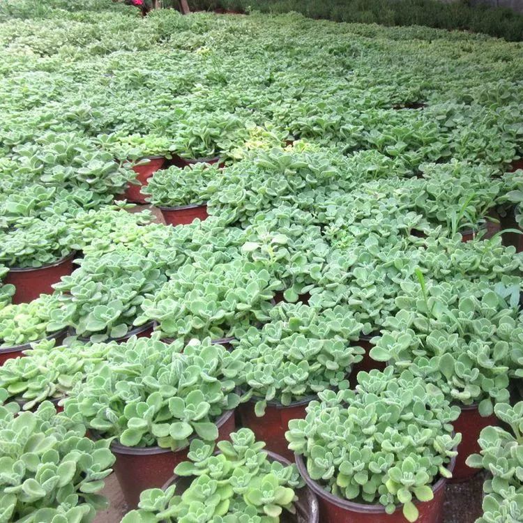 有钱人家都在养的8款盆栽，镇宅养人又招财，难怪这么富有-有钱人养的植物