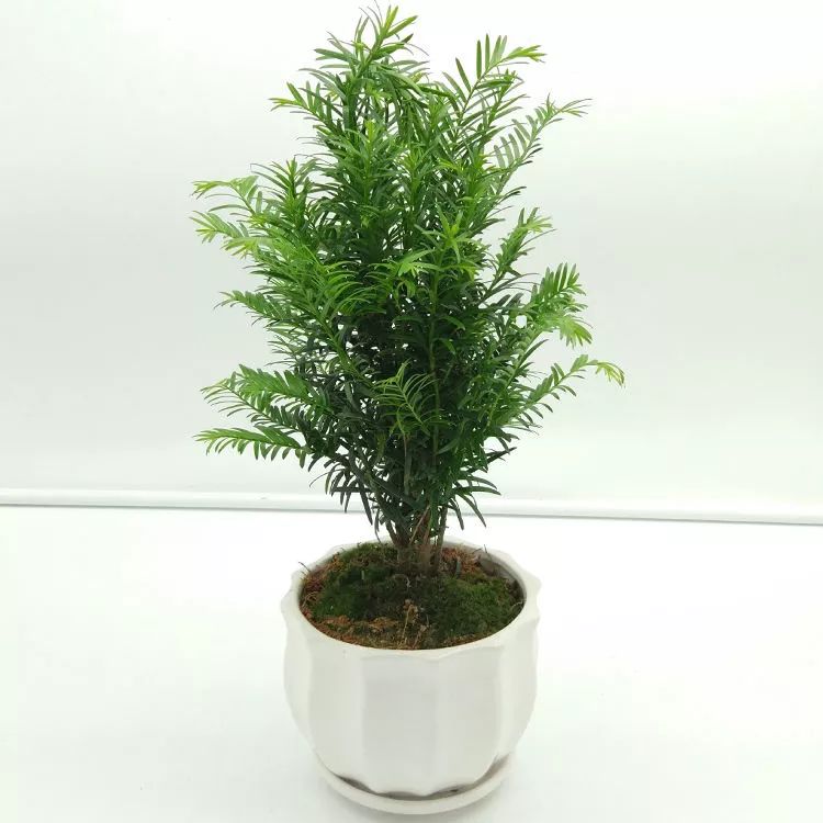 有钱人家都在养的8款盆栽，镇宅养人又招财，难怪这么富有-有钱人养的植物