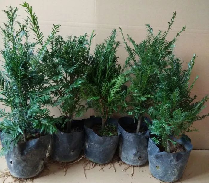 有钱人家都在养的8款盆栽，镇宅养人又招财，难怪这么富有-有钱人养的植物