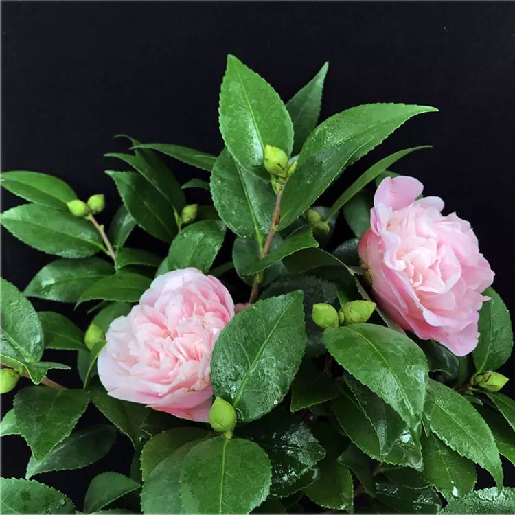 有钱人家都在养的8款盆栽，镇宅养人又招财，难怪这么富有-有钱人养的植物