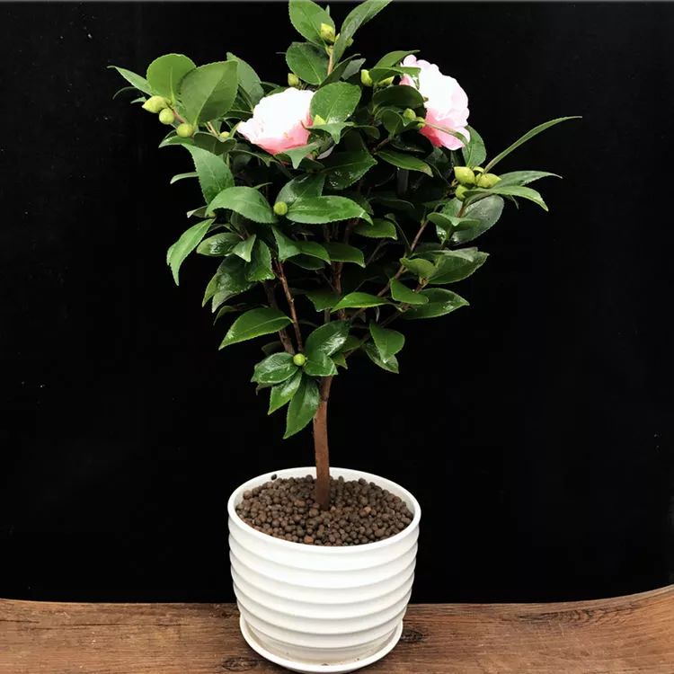 有钱人家都在养的8款盆栽，镇宅养人又招财，难怪这么富有-有钱人养的植物