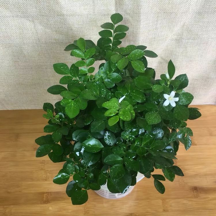 有钱人家都在养的8款盆栽，镇宅养人又招财，难怪这么富有-有钱人养的植物