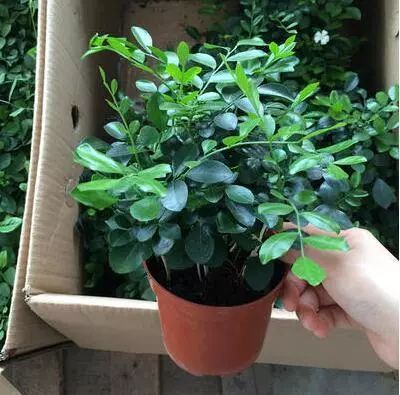 有钱人家都在养的8款盆栽，镇宅养人又招财，难怪这么富有-有钱人养的植物