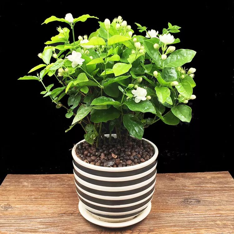 有钱人家都在养的8款盆栽，镇宅养人又招财，难怪这么富有-有钱人养的植物