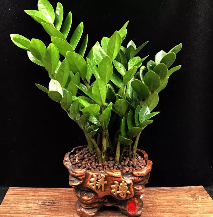 有钱人家都在养的8款盆栽，镇宅养人又招财，难怪这么富有-有钱人养的植物