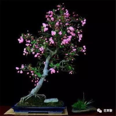 高端盆栽旺财又镇宅，常养名贵树种盆栽盆景，有品位还养人-高档盆栽品种