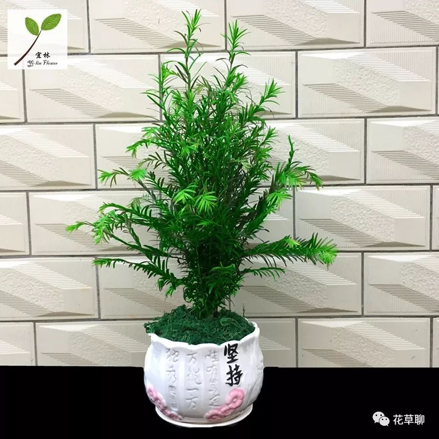 高端盆栽旺财又镇宅，常养名贵树种盆栽盆景，有品位还养人-高档盆栽品种