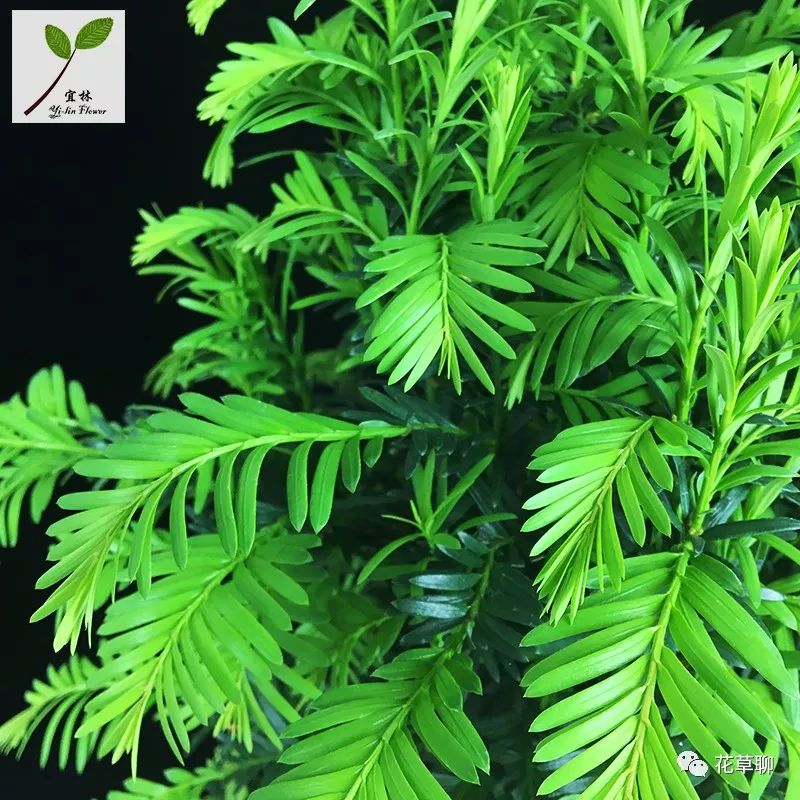 高端盆栽旺财又镇宅，常养名贵树种盆栽盆景，有品位还养人-高档盆栽品种