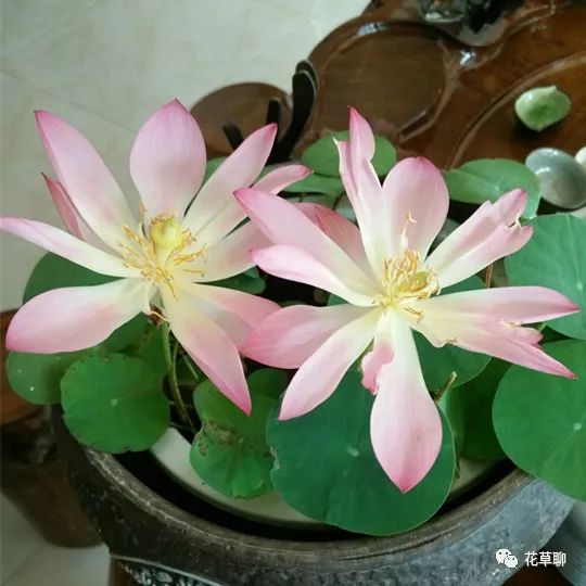 高端盆栽旺财又镇宅，常养名贵树种盆栽盆景，有品位还养人-高档盆栽品种