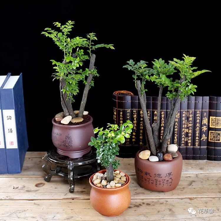 高端盆栽旺财又镇宅，常养名贵树种盆栽盆景，有品位还养人-高档盆栽品种