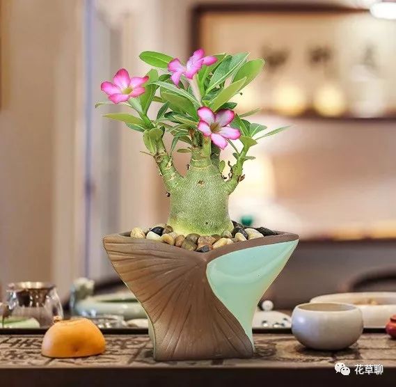 高端盆栽旺财又镇宅，常养名贵树种盆栽盆景，有品位还养人-高档盆栽品种