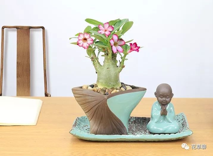 高端盆栽旺财又镇宅，常养名贵树种盆栽盆景，有品位还养人-高档盆栽品种