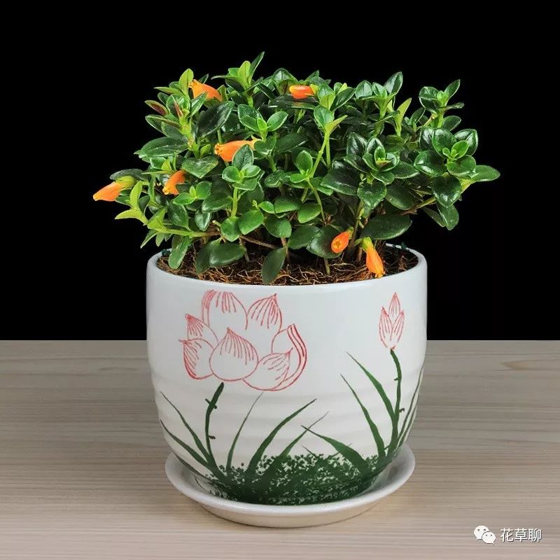 高端盆栽旺财又镇宅，常养名贵树种盆栽盆景，有品位还养人-高档盆栽品种