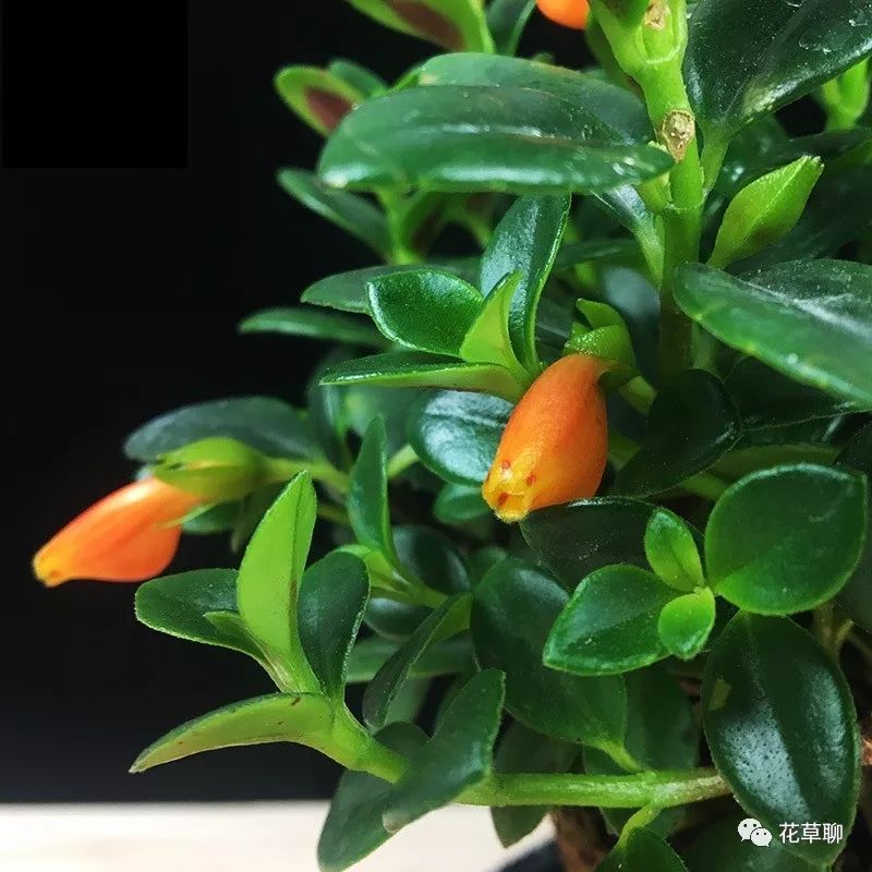 高端盆栽旺财又镇宅，常养名贵树种盆栽盆景，有品位还养人-高档盆栽品种