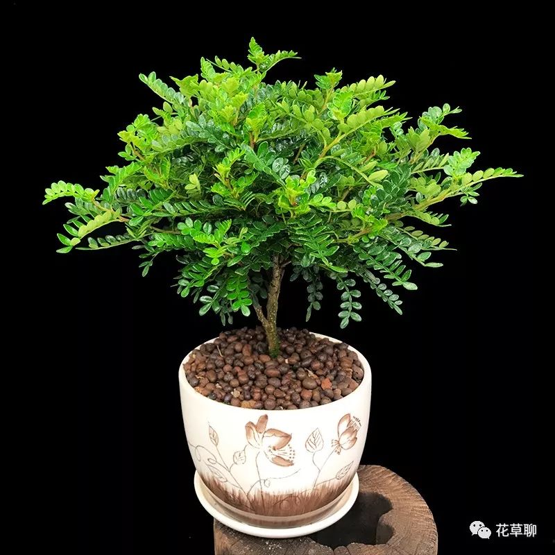 高端盆栽旺财又镇宅，常养名贵树种盆栽盆景，有品位还养人-高档盆栽品种