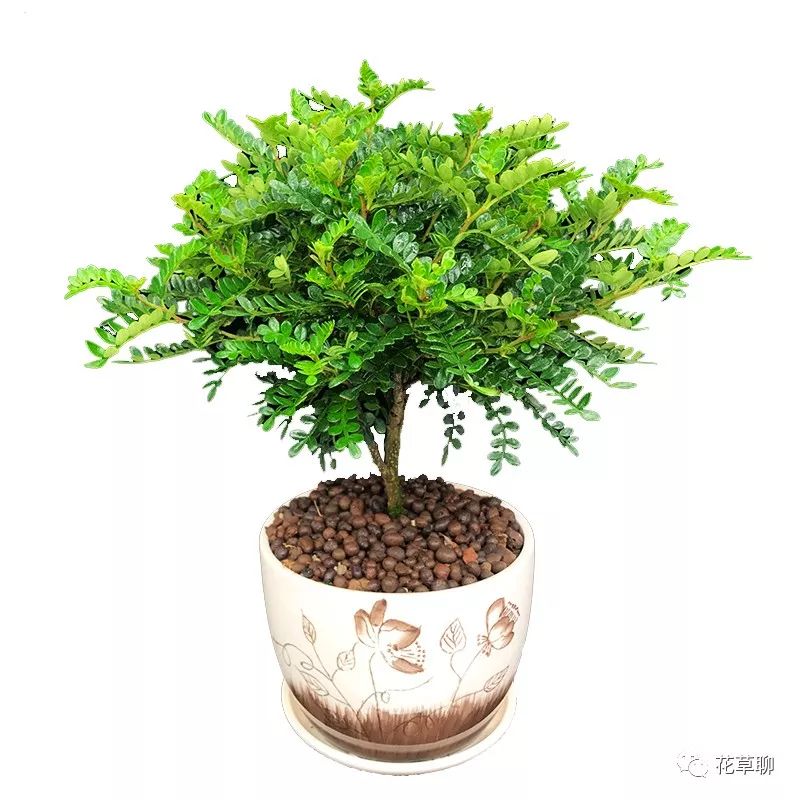 高端盆栽旺财又镇宅，常养名贵树种盆栽盆景，有品位还养人-高档盆栽品种