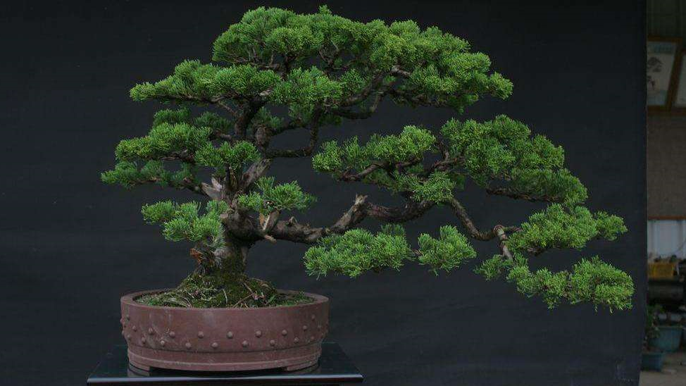 十大盆景名贵树种有哪些？盘点十大盆景名贵树种-名贵的盆景植物