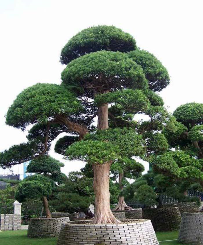 十大盆景名贵树种有哪些？盘点十大盆景名贵树种-名贵的盆景植物