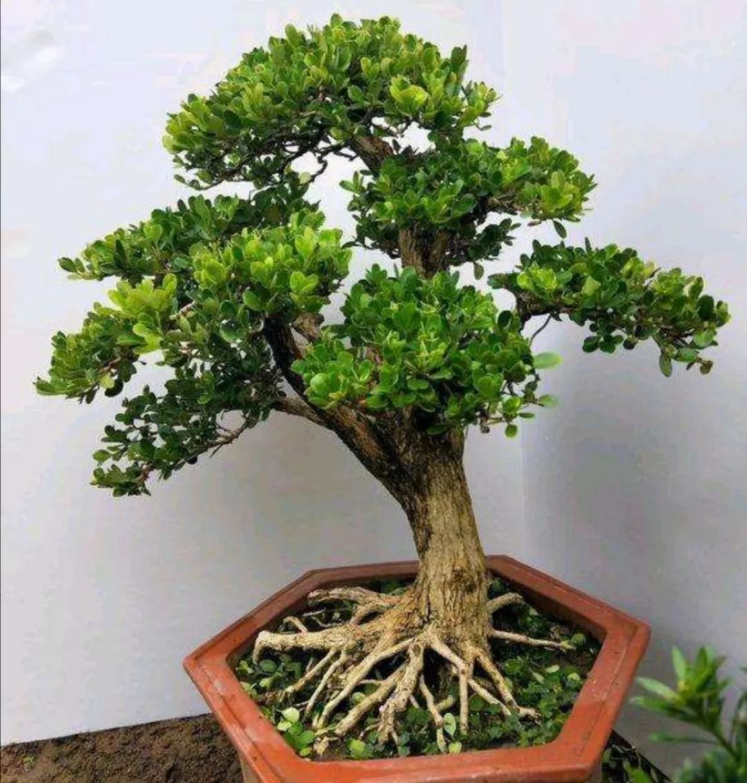 十大盆景名贵树种有哪些？盘点十大盆景名贵树种-名贵的盆景植物