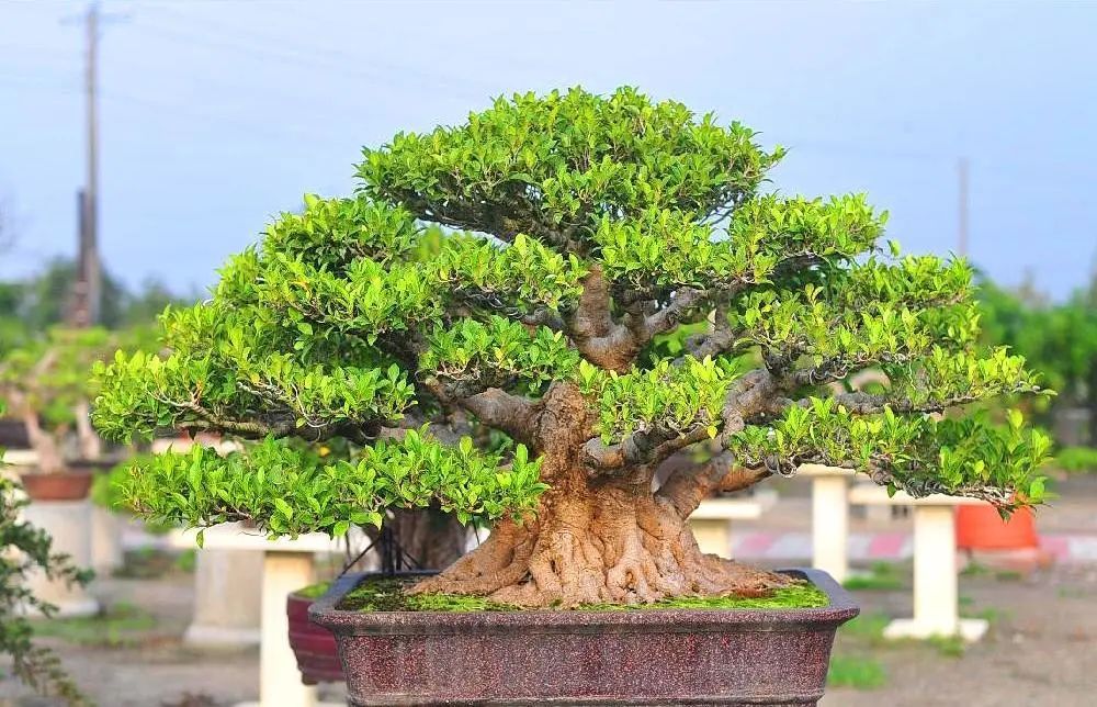 十大盆景名贵树种有哪些？盘点十大盆景名贵树种-名贵的盆景植物