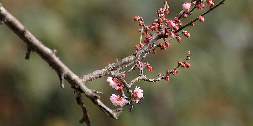 十大盆景名贵树种有哪些？盘点十大盆景名贵树种-名贵的盆景植物