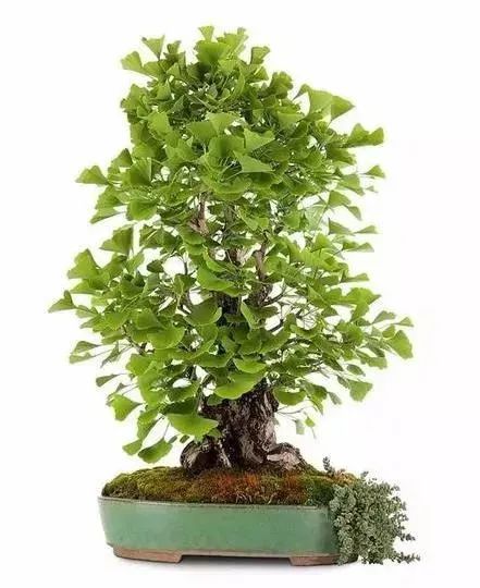 十大盆景名贵树种有哪些？盘点十大盆景名贵树种-名贵的盆景植物