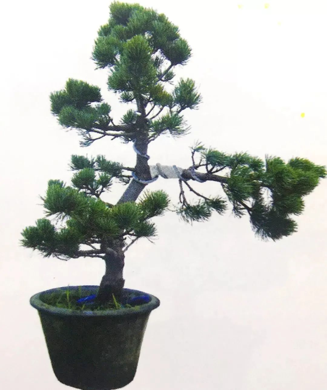 十大盆景名贵树种有哪些？盘点十大盆景名贵树种-名贵的盆景植物