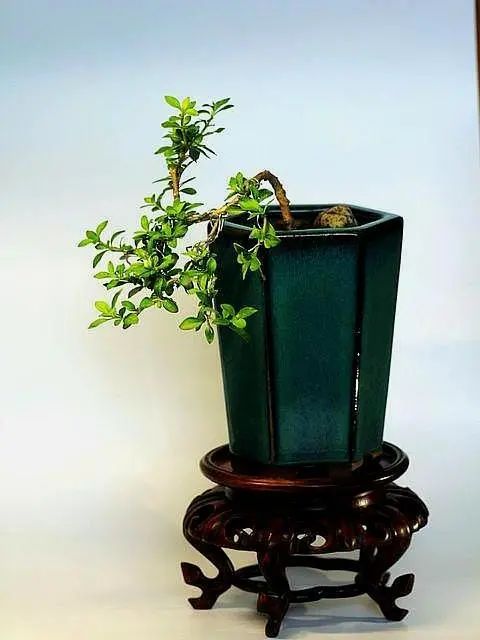 十大盆景名贵树种有哪些？盘点十大盆景名贵树种-名贵的盆景植物